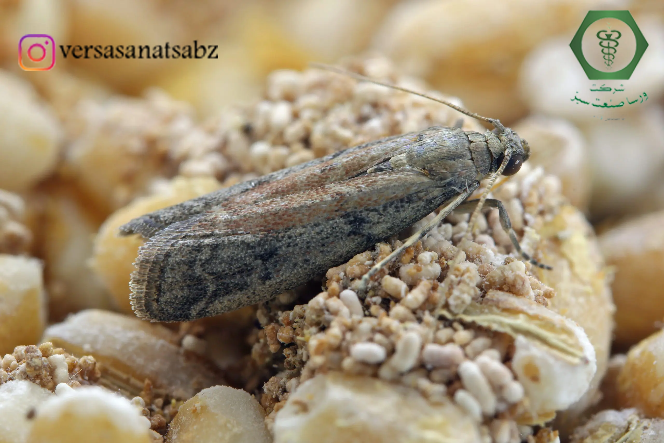 غذای شب پره ها چیست و چگونه میتوان آن ها را از بین برد؟